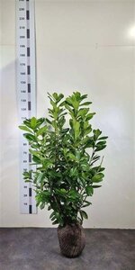 Prunus l. 'Novita' 80-100 cm met kluit - afbeelding 5
