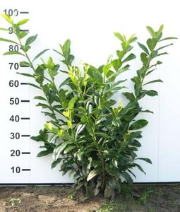 Prunus l. 'Novita' 80-100 cm met kluit - afbeelding 6