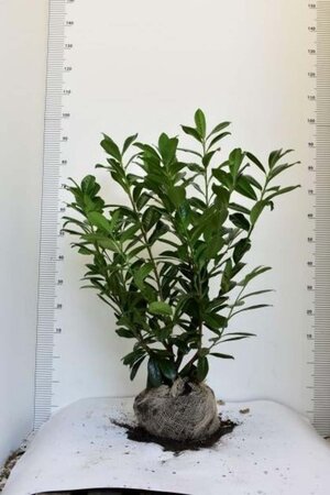 Prunus l. 'Novita' 80-100 cm met kluit - afbeelding 8