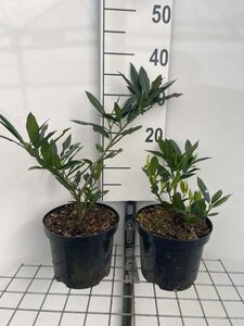 Prunus l. 'Otto Luyken' 25-30 cm cont. 3,0L - afbeelding 7