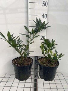 Prunus l. 'Otto Luyken' 25-30 cm cont. 3,0L - afbeelding 6