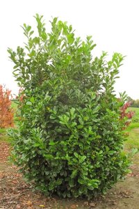 Prunus l. 'Rotundifolia' 100-125 cm cont. 5,0L - afbeelding 5