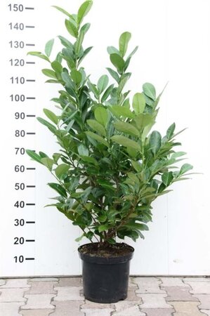 Prunus l. 'Rotundifolia' 100-125 cm met kluit - afbeelding 11