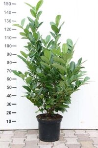 Prunus l. 'Rotundifolia' 100-125 cm met kluit - afbeelding 2