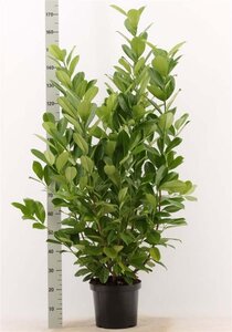 Prunus l. 'Rotundifolia' 125-150 cm met kluit - afbeelding 6