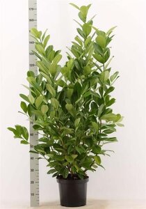 Prunus l. 'Rotundifolia' 125-150 cm met kluit - afbeelding 4