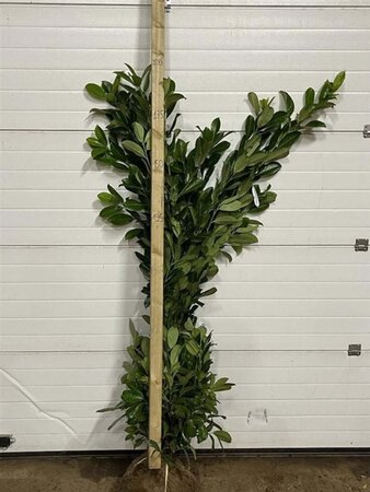 Prunus l. 'Rotundifolia' 150-175 cm met kluit - afbeelding 10