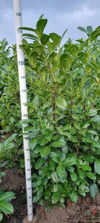 Prunus l. 'Rotundifolia' 150-175 cm met kluit - afbeelding 20