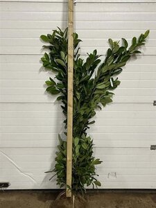 Prunus l. 'Rotundifolia' 150-175 cm met kluit - afbeelding 2