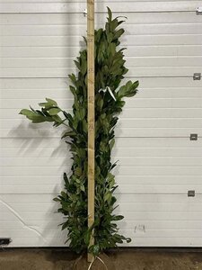 Prunus l. 'Rotundifolia' 175-200 cm met kluit - afbeelding 7