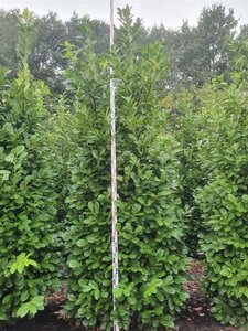 Prunus l. 'Rotundifolia' 300-350 cm draadkluit - afbeelding 6