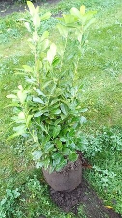Prunus l. 'Rotundifolia' 60-80 cm met kluit - afbeelding 10
