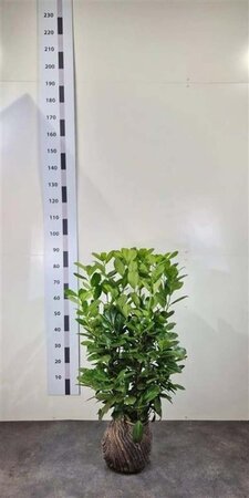 Prunus l. 'Rotundifolia' 60-80 cm RB - image 6