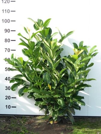 Prunus l. 'Rotundifolia' 80-100 cm met kluit - afbeelding 13