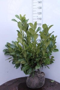Prunus l. 'Rotundifolia' 80-100 cm met kluit - afbeelding 12