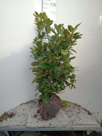 Prunus l. 'Rotundifolia' 80-100 cm RB - image 8