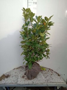 Prunus l. 'Rotundifolia' 80-100 cm RB - image 8