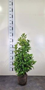 Prunus l. 'Rotundifolia' 80-100 cm RB - image 7