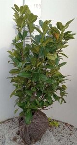 Prunus l. 'Rotundifolia' 80-100 cm RB - image 9