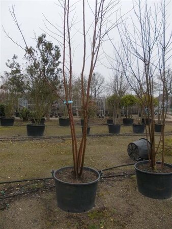 Prunus padus 350-400 cm cont. 160L meerstammig