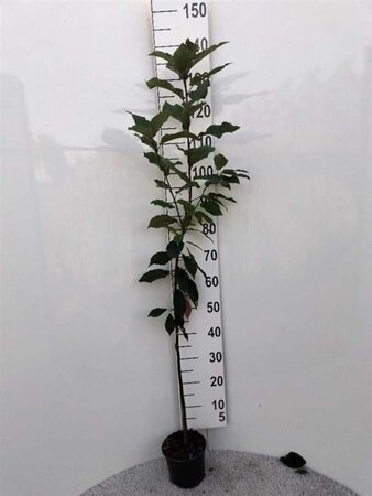 Prunus padus 80-100 cm cont. 2,0L