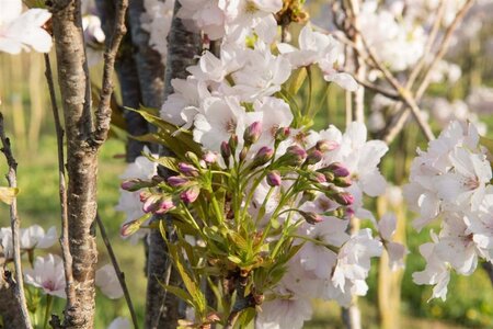 Prunus ser. 'Amanogawa' 100-125 cm wortelgoed 3 tak struik - afbeelding 7