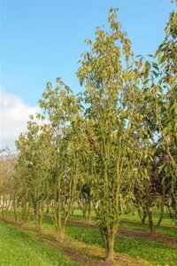 Prunus ser. 'Amanogawa' 100-125 cm wortelgoed 3 tak struik - afbeelding 4