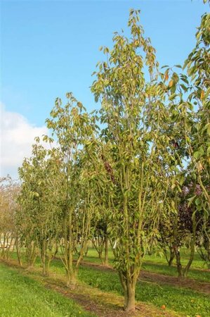 Prunus ser. 'Amanogawa' 80-100 cm wortelgoed 5-8 tak struik - afbeelding 4