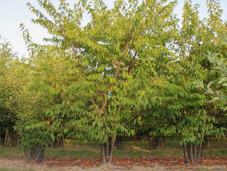 Prunus subh. 'Autumnalis Rosea' 60-80 cm wortelgoed 3-4 tak struik - afbeelding 1