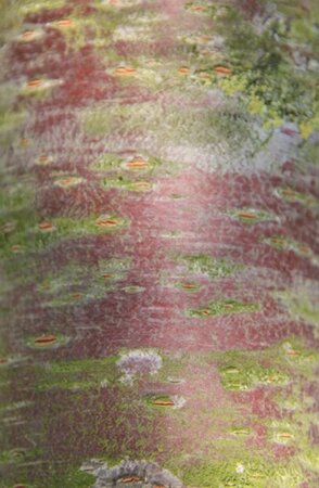Prunus subh. 'Autumnalis' 60-80 cm wortelgoed 3-5 tak struik - afbeelding 8