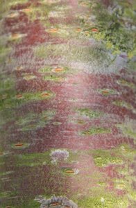 Prunus subh. 'Autumnalis' 60-80 cm wortelgoed 3-5 tak struik - afbeelding 8