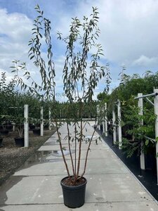 Prunus serrula 250-300 cm container meerstammig