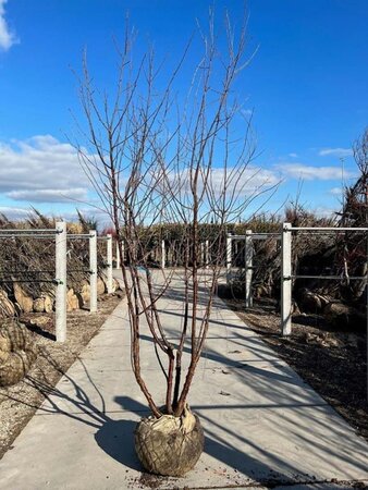 Prunus serrula 250-300 cm draadkluit meerstammig