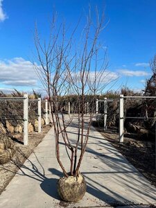 Prunus serrula 250-300 cm WRB multi-stem