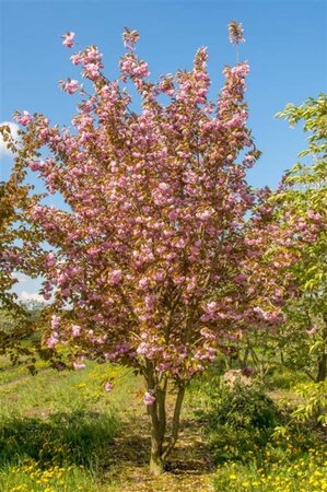 Prunus ser. 'Kanzan' 100-125 cm wortelgoed - afbeelding 1