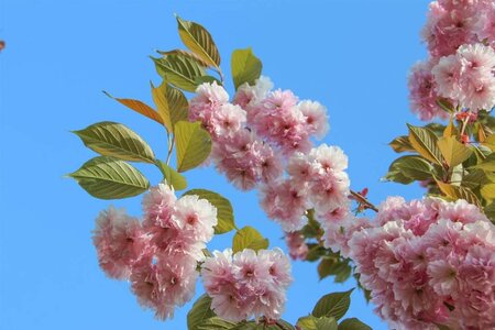Prunus ser. 'Kanzan' 100-125 cm wortelgoed - afbeelding 6