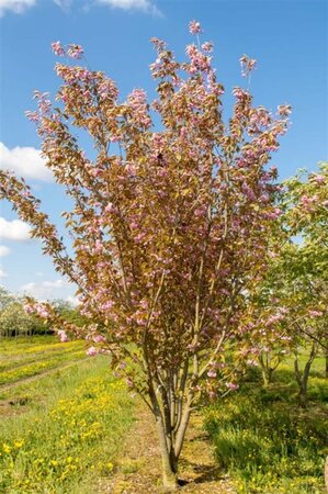 Prunus ser. 'Kanzan' 200-250 cm met kluit - afbeelding 2