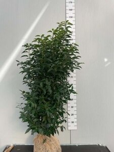 Prunus lusitanica 'Angustifolia' 100-125 cm met kluit - afbeelding 10