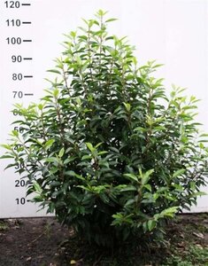 Prunus lusitanica 'Angustifolia' 100-125 cm met kluit - afbeelding 7