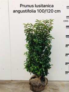 Prunus lusitanica 'Angustifolia' 100-125 cm met kluit - afbeelding 8