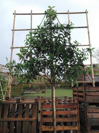 Prunus lusitanica 'Angustifolia' 10-12 Hoogstam cont. 35L SCHERM,br120xh120 180 cm stam - afbeelding 2