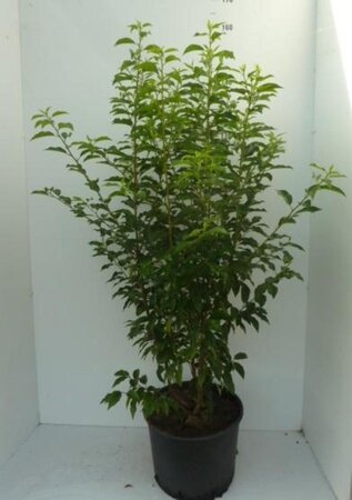 Prunus lusitanica 'Angustifolia' 120-140 cm cont. 20L - afbeelding 2