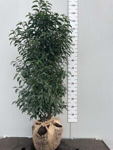 Prunus lusitanica 'Angustifolia' 125-150 cm met kluit - afbeelding 3