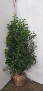 Prunus lusitanica 'Angustifolia' 125-150 cm met kluit - afbeelding 5
