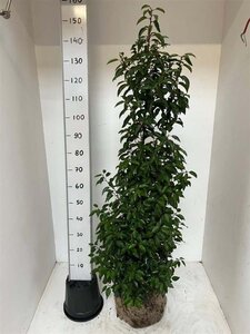 Prunus lusitanica 'Angustifolia' 125-150 cm met kluit - afbeelding 10