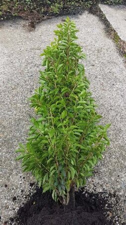 Prunus lusitanica 'Angustifolia' 150-175 cm met kluit - afbeelding 6