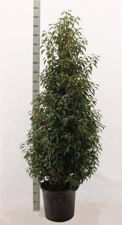 Prunus lusitanica 'Angustifolia' 150-175 cm met kluit - afbeelding 8