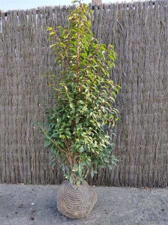 Prunus lusitanica 'Angustifolia' 150-175 cm met kluit - afbeelding 11