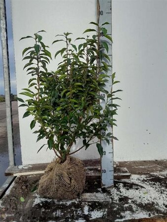 Prunus lusitanica 'Angustifolia' 50-60 cm met kluit - afbeelding 2