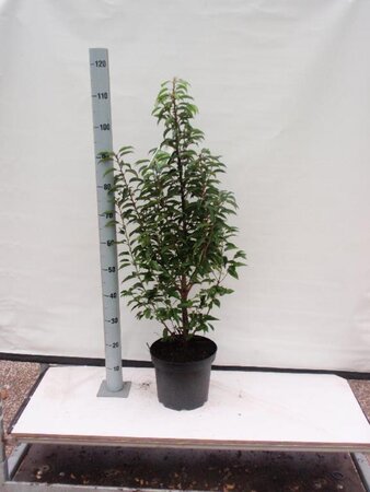 Prunus lusitanica 'Angustifolia' 60-80 cm met kluit - afbeelding 10